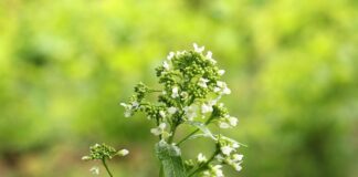 Городник розповів, як коренем хрону позбутися фітофтори