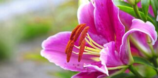 Садівники назвали дієвий розчин для цвітіння лілій