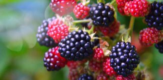 Експерти розповіли, як доглядати за ожиною восени