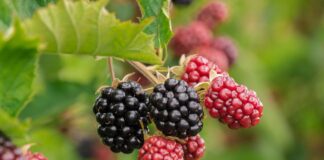 Садівники розповіли, як правильно проводити обрізку ожини влітку