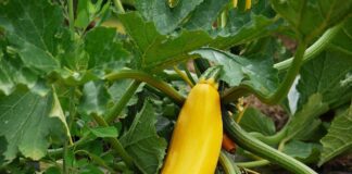 Цей перевірений роками розчин прогнав всі хвороби з моїх кабачат