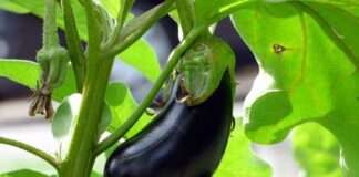 Городники розповіли, чим підживити баклажани для швидшого дозрівання