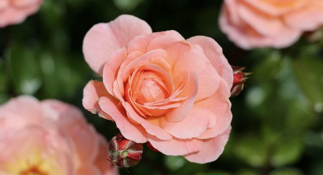 Посадила ці троянди в садку і тішуся цвітінням аж до глибокої зими: 4 найкращих сортів для вирощування 