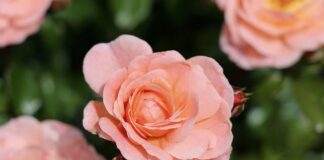 Найкращі сорти троянд для посадки на ділянці