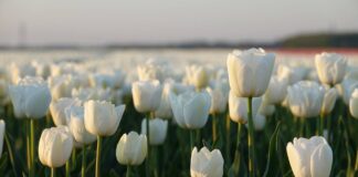 Що посадити в саду на зиму, щоб отримати пишний цвіт навесні 