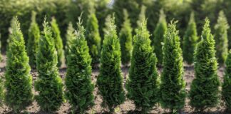 Експерти назвали найкращий багаторічник у 2024 для створення живої огорожі