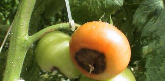 Експерти розповіли, як позбутися вершинної гнилі на томатах