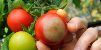 Експерти розповіли, як позбутися вершинної гнилі на томатах
