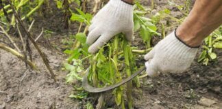 Дачники розповіли, чи потрібно прибирати бадилля з городу 