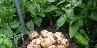 Городник розповів, як підвищити крохмалистість картоплі добривами