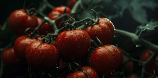 Експерти розповіли, що робити, коли тріскаються томати