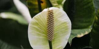 Добриво для спатифілуму після цвітіння