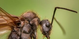 Експерти розповіли про причини появи мурах в оселі