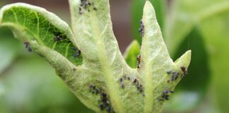 Городники розповіли, як безпечно вивести попелицю з городу