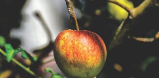 Яблуні з грушами будуть плодоносити до холодів, якщо зробите ці прості дії