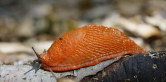 Експерти назвали найдієвіший засіб від слимаків у 2024
