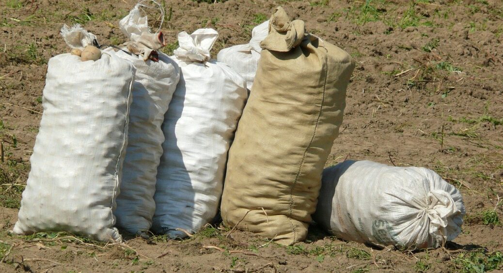 Коли копати картоплю у серпні 2024, аби пролежала всю зиму, не гнила: 5 найкращих дат за Місячним календарем 