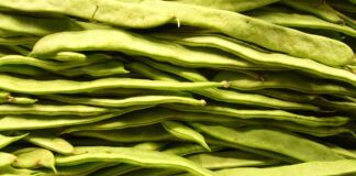 Городник пояснив, які бобові слід сіяти для добрива та врожаю