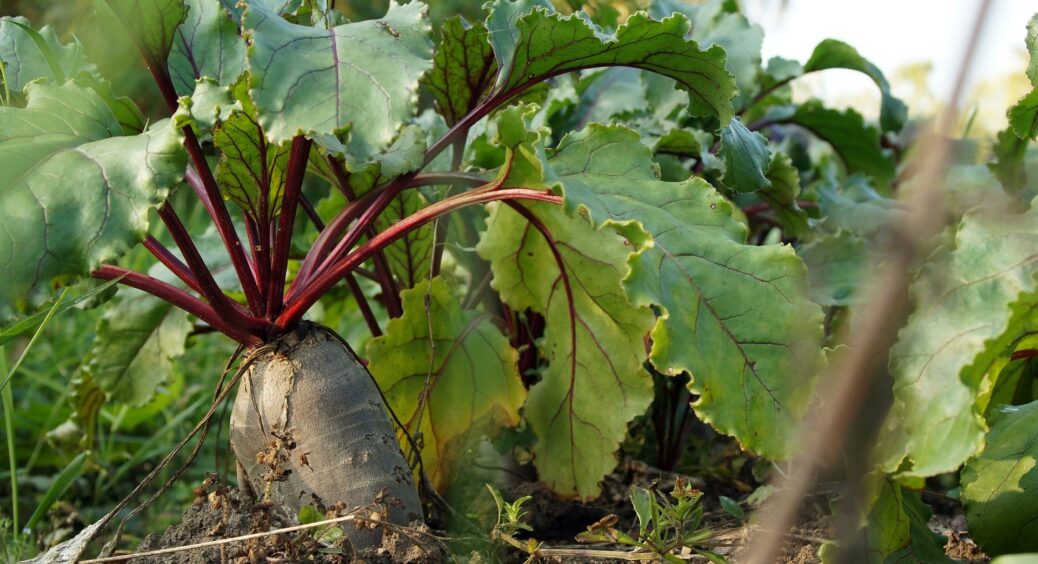 Старий фермер розкрив сімейний секрет вирощування величезного й солодкого буряка: перевірив – дійсно працює 