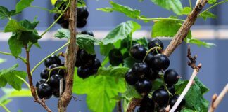 Садівник розповів, чим вивести бокальчасту іржу зі смородини