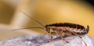 Господині поділилися рецептом засобу від тарганів