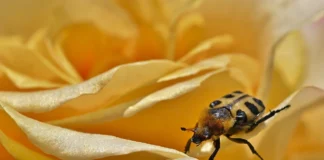 Експерти розповіли, чим поливати троянди для стабільної бутонізації