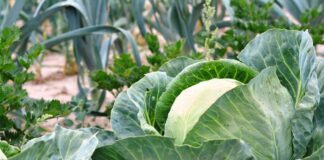Чому не зав'язуються качани капусти