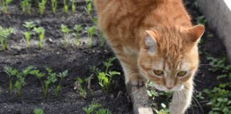 Городник розповів, що посадити на грядках після збору зелені