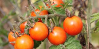 Як доглядати за помідорами влітку