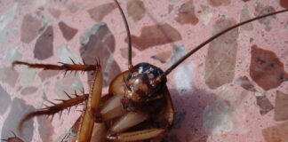 Як боротись із тарганами вдома