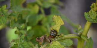 Що робити з бадиллям картоплі та баклажанів