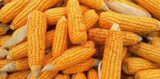 Експерти розповіли, як виростити кукурудзу на ділянці 