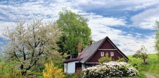 Експерти розповіли, які дерева не варто висаджувати біля будинку