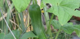 Городник розповів, як простимулювати родючість огірків без добрив