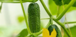 Чим поливати огірки від жовтого листя