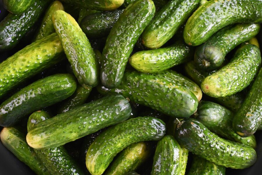 Городники розповіли про правильний догляд за огірками на грядці у літню спеку