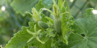 Експерти розповіли, як правильно підживити огірки монофосфатом калію