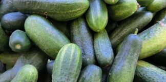 Дачники розповіли, чому огірки ростуть гачком 