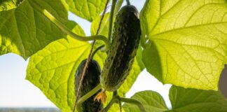 Як прибрати жовті плями на листі огірків 