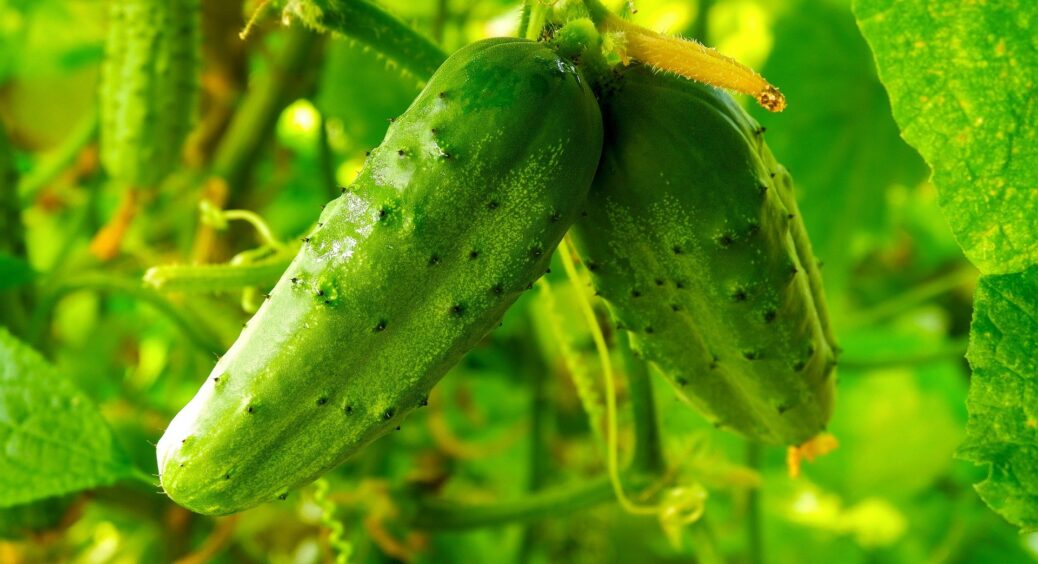 Ніколи не робіть цього з огірками у спеку: власними руками зменшите врожай, якщо не послухаєте пораду 