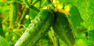 Експерти розповіли, як поливати огірки, аби вони не гірчили