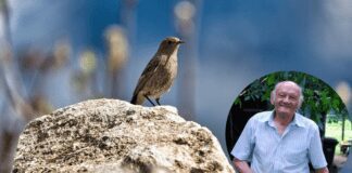 Агрономи розповіли, як убезпечити фруктові дерева від птахів