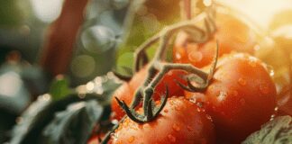 Дачники назвали найкращий сорт томатів для вирощування