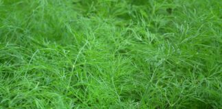 Розумні городники обирають ці сорти кропу, а інші їм "тихо заздрять": з грядки збираю по 10 пучків і продаю!