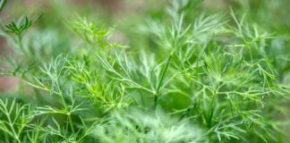 Погані сусіди для кропу