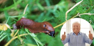 Експерти розповіли, як за допомогою капусти позбутися слимаків на городі