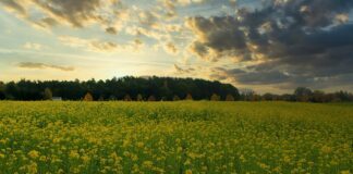 Городники розповіли, навіщо під зиму сіяти білу гірчицю
