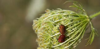 Колорадський жук є одним із найбільш небезпечних шкідників, які атакують посіви картоплі. Цей маленький жук має потужну здатність до розмноження і завдає значної шкоди не тільки картоплі, але й іншим пасльоновим культурам, таким як помідори та баклажани. Жуки поїдають листя, що значно знижує врожайність рослин, а у важких випадках можуть призвести до повної втрати врожаю.  Колорадський жук відкладає яйця на нижній стороні листя, з яких вилуплюються личинки. Личинки дуже швидко ростуть, живлячись листям рослин, що призводить до їхнього ослаблення і, врешті-решт, загибелі. Дорослі жуки зимують у ґрунті, а навесні виходять на поверхню, щоб продовжити цикл життя.  Проте існують природні способи боротьби з цим шкідником. Висадка певних рослин між кущами картоплі може ефективно відлякати колорадського жука. Ось деякі з них:  Невелика біла гірчиця: Вона виділяє речовини, які є відлякуючими для колорадських жуків. Її запах і хімічний склад заважають жукам оселятися на вашій ділянці.  Часник і цибуля: Висаджені між кущами картоплі, ці рослини випромінюють специфічний запах, який не подобається колорадським жукам. Крім того, часник і цибуля мають фітонцидні властивості, що додатково відлякує шкідників.  Календула: Це квітуча рослина, яка не тільки прикрашає ваш город, але й допомагає в боротьбі з колорадським жуком. Її яскраві квіти приваблюють природних ворогів жуків, таких як сонечка, що допомагає знижувати популяцію шкідників.  Квасоля: Деякі види квасолі здатні виділяти речовини, що є токсичними для колорадських жуків. Висаджування квасолі поруч з картоплею може допомогти зменшити кількість шкідників.  Застосовуючи ці природні методи боротьби, ви не тільки зможете захистити свої врожаї від колорадського жука, але й зробите свій город більш екологічним і безпечним. Уникнення хімічних пестицидів зберігає корисні мікроорганізми у ґрунті та покращує загальний стан екосистеми вашого городу. Пам'ятайте, що стале землеробство є ключем до здорового і багатого врожаю.