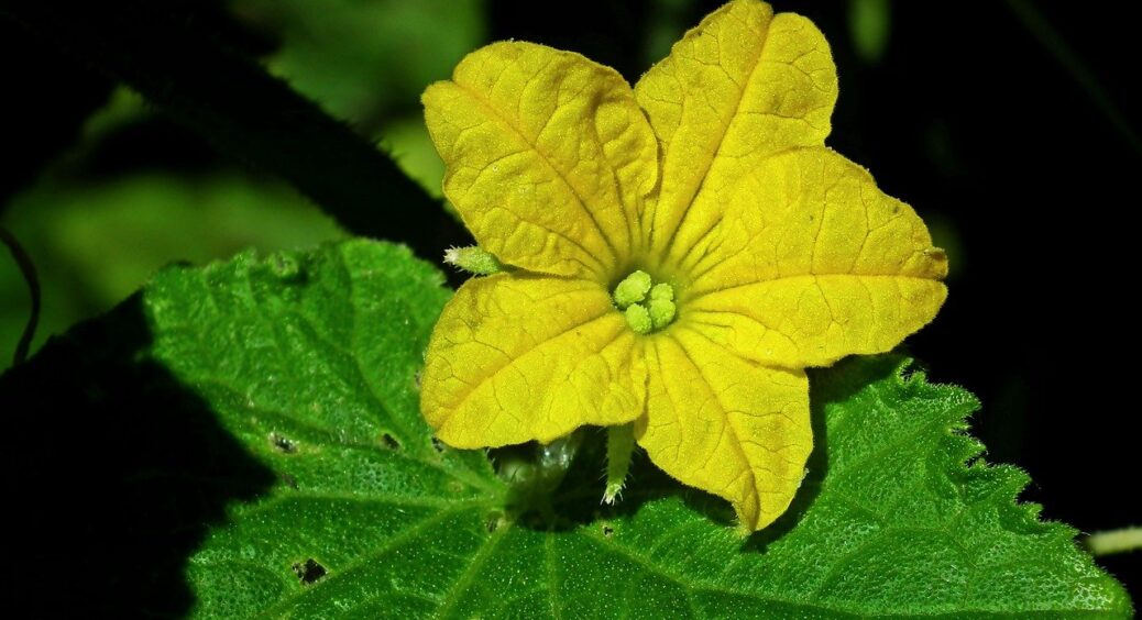 1 ложка на 10 літрів води – і листя огірків не жовтіє: з такою підкормкою овочі віддячать щедрим врожаєм 