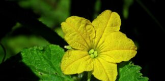 Городники розповіли, як підживити содою кущі огірків